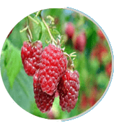Prosta Peak Ingredient Raspberry Extract