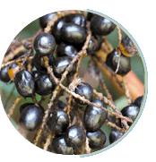 Prosta Peak Ingredient Saw Palmetto