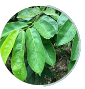 Prosta Peak Ingredient Soursoup