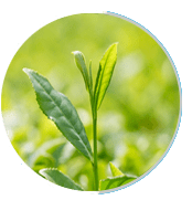 Prosta Peak Ingredient Green Tea Extract